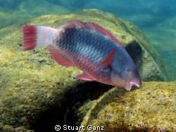 A Parot fish "Uhu" sampling the algee in Sharks Cove. Yum... by Stuart Ganz 